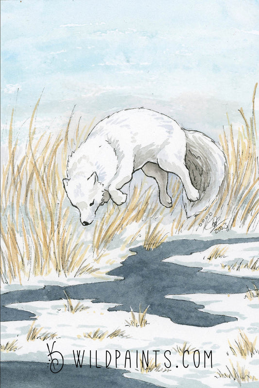 Arctic Fox - Art Print