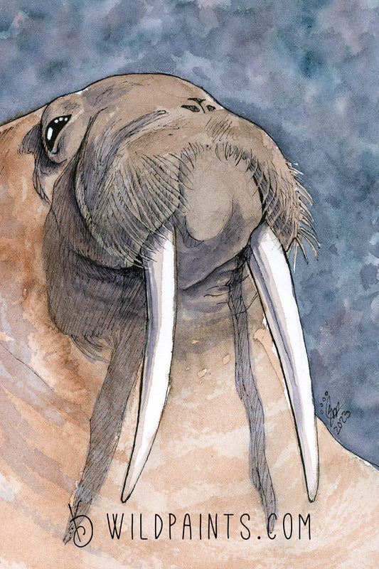 Walrus - Art Print