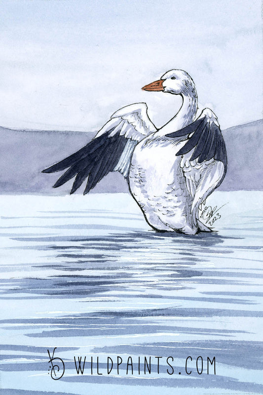 Snow Goose - Art Print