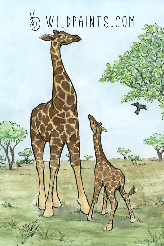 Giraffes - Art Print