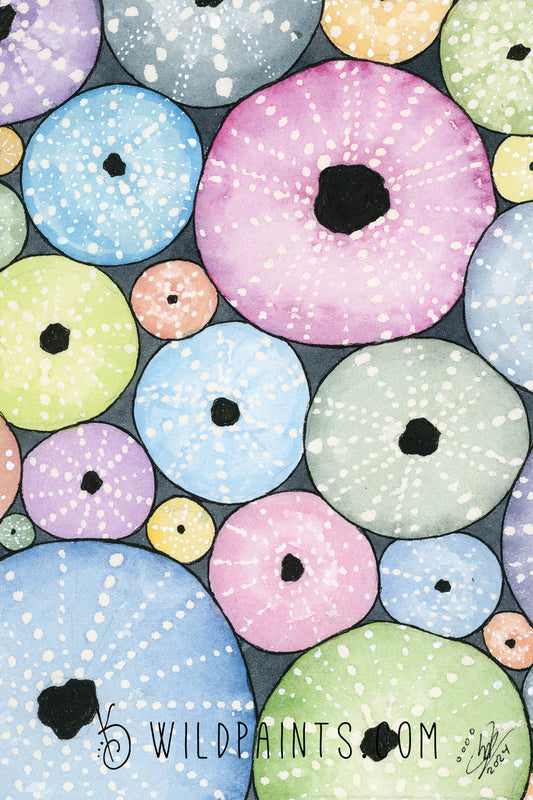 Sea Urchins - Art Print