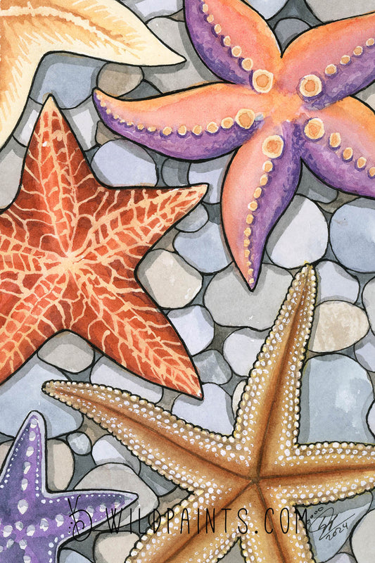 Starfish - Art Print
