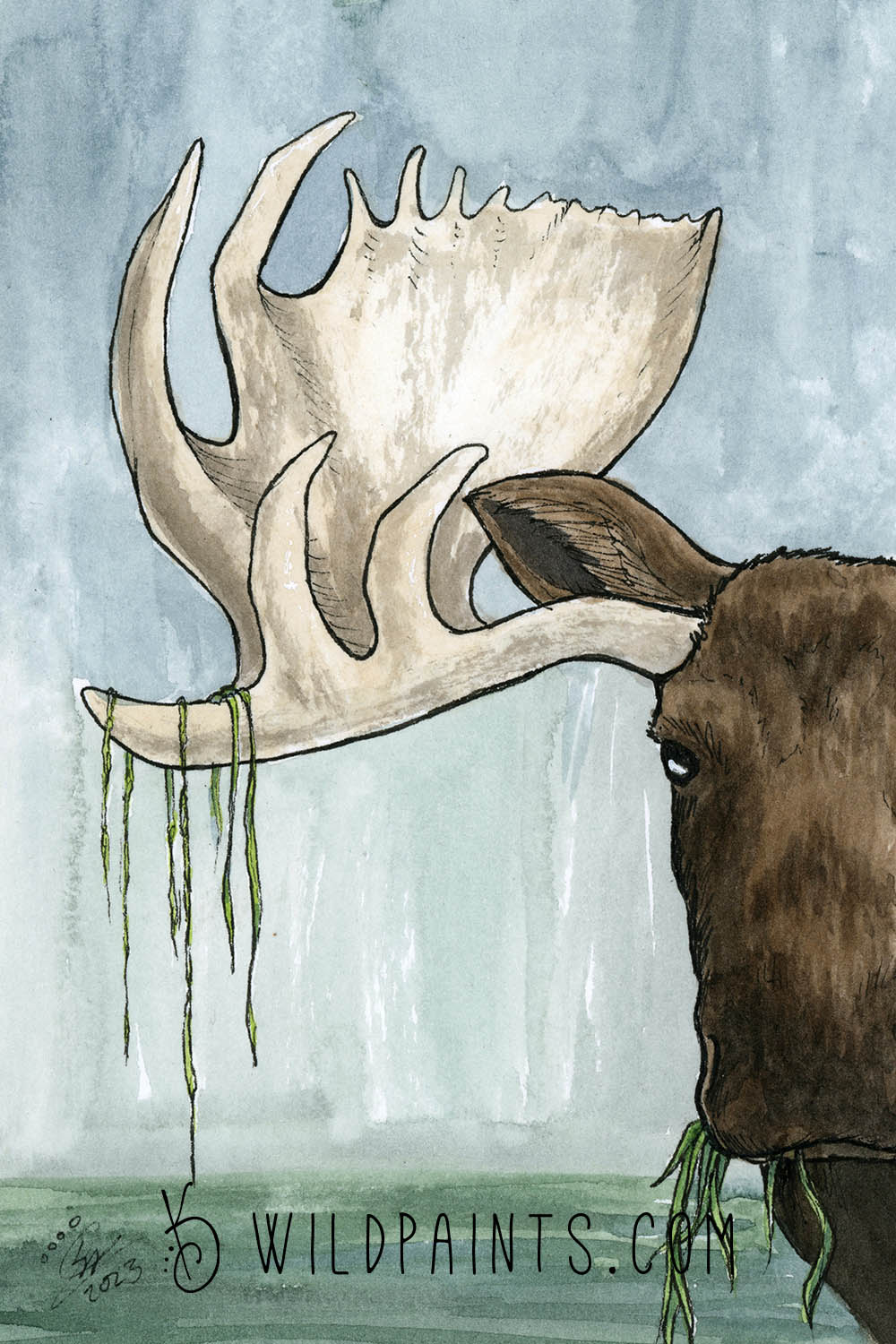 Moose - Greeting Card