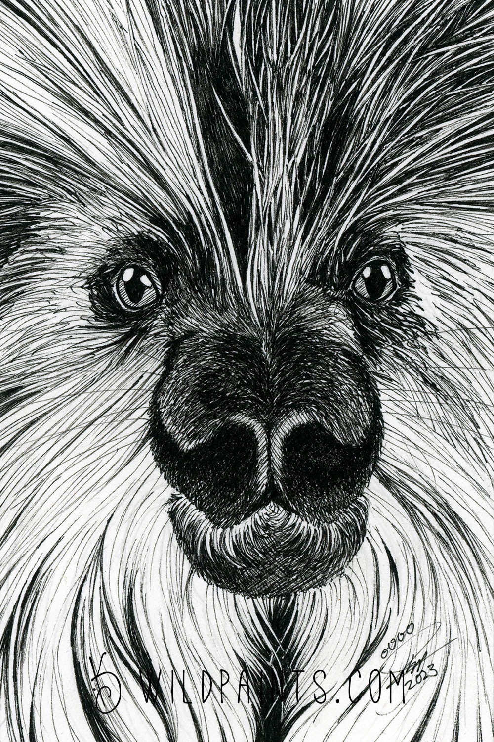 Porcupine - Greeting Card