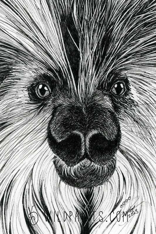 Porcupine - Art Print