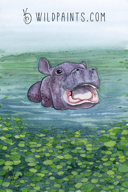 Baby Hippo - Art Print