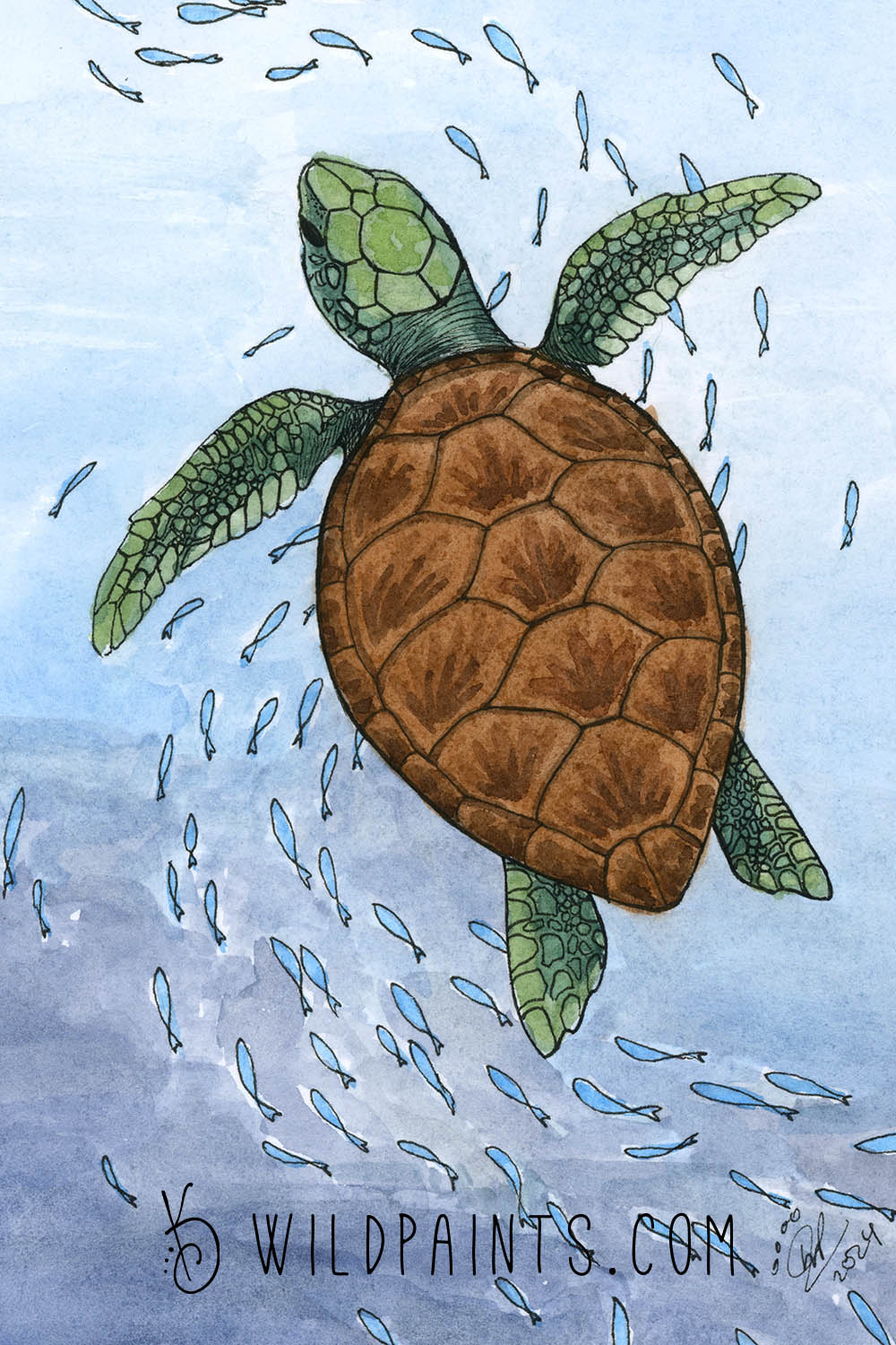 Sea Turtle - Art Print