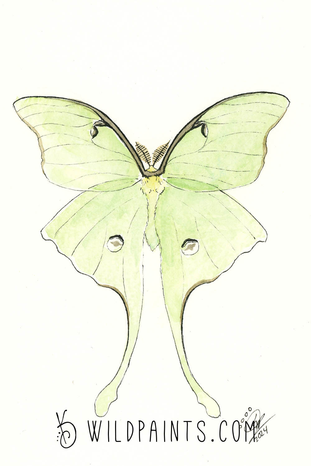 Luna Moth - Art Print