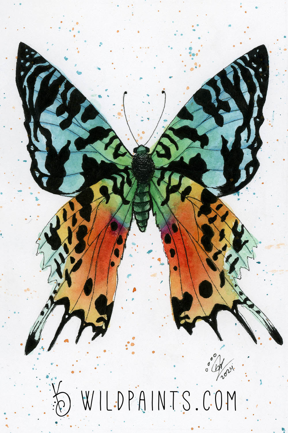 Madagascan Sunset Moth - Art Print