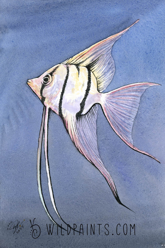 Angelfish - Art Print