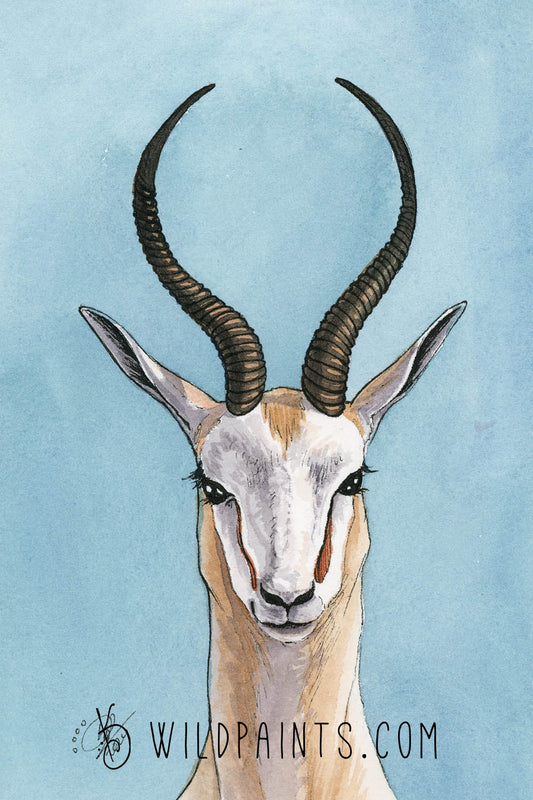 Antelope - Art Print