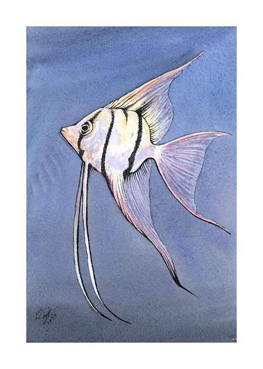 Angelfish - Art Print