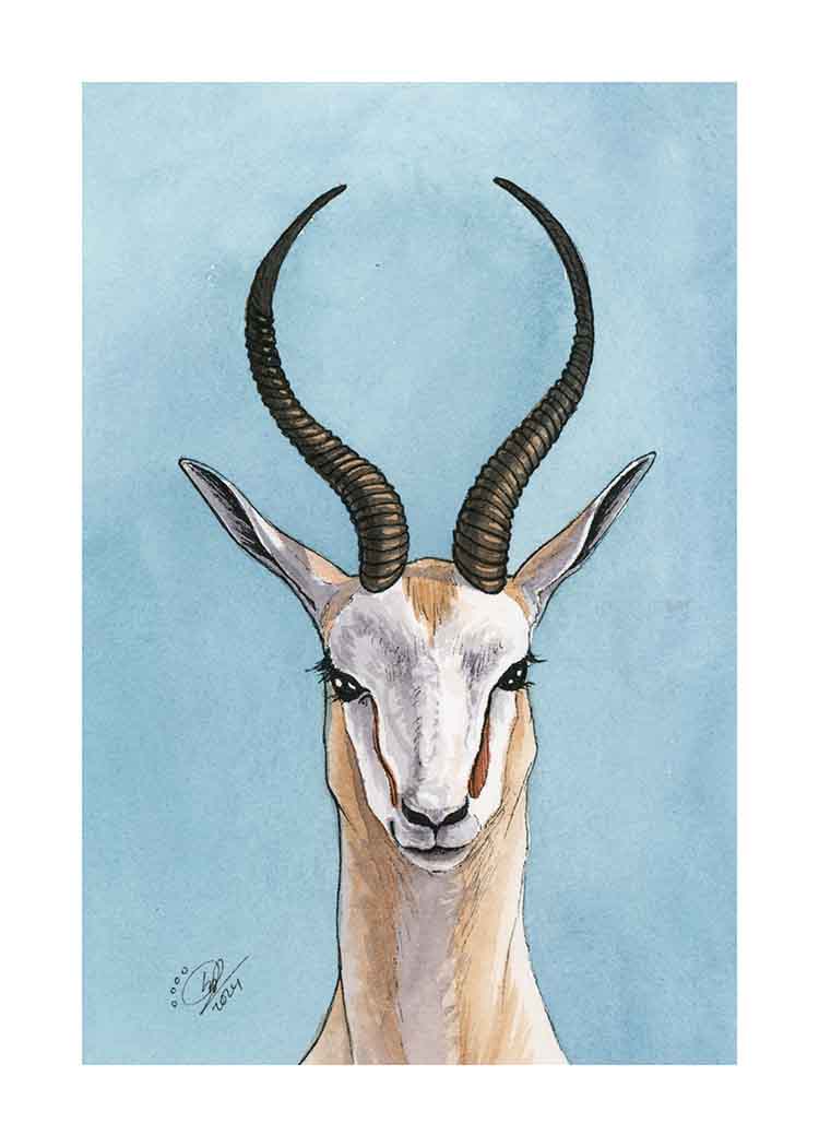 Antelope - Art Print