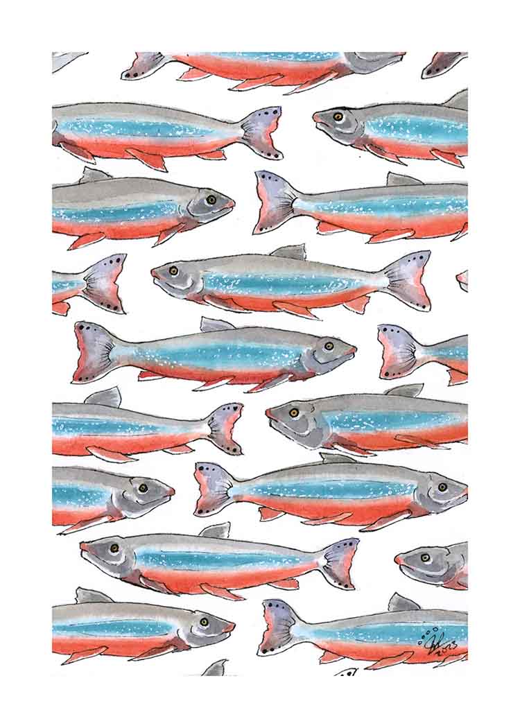 Arctic Char - Art Print