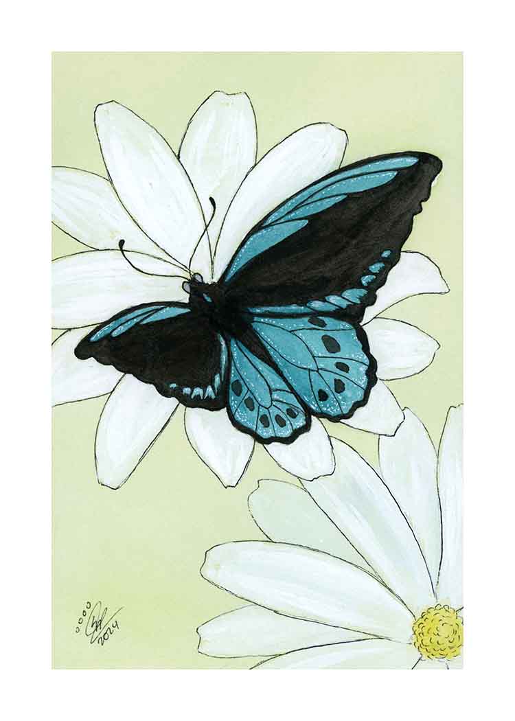 Cairns Bluewing Butterfly - Art Print