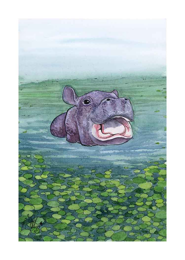 Baby Hippo - Art Print