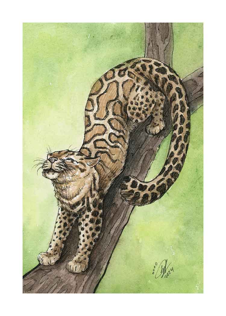 Marbled Cat - Art Print