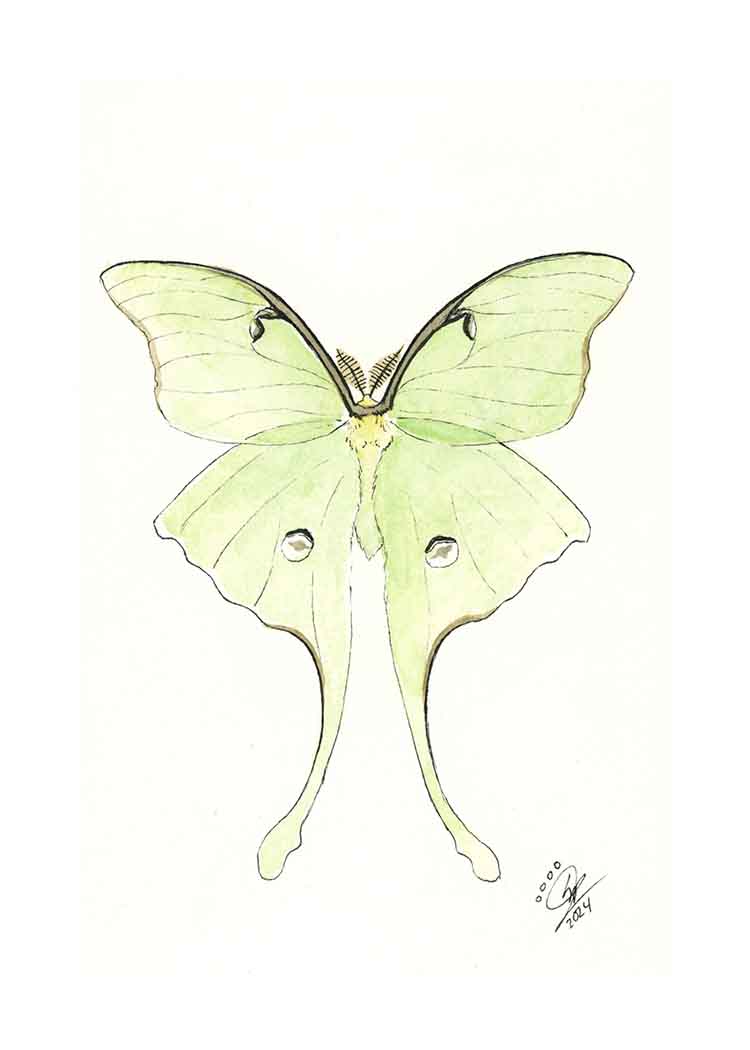 Luna Moth - Art Print