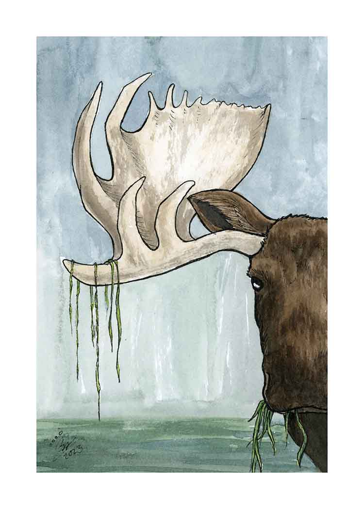 Moose - Art Print