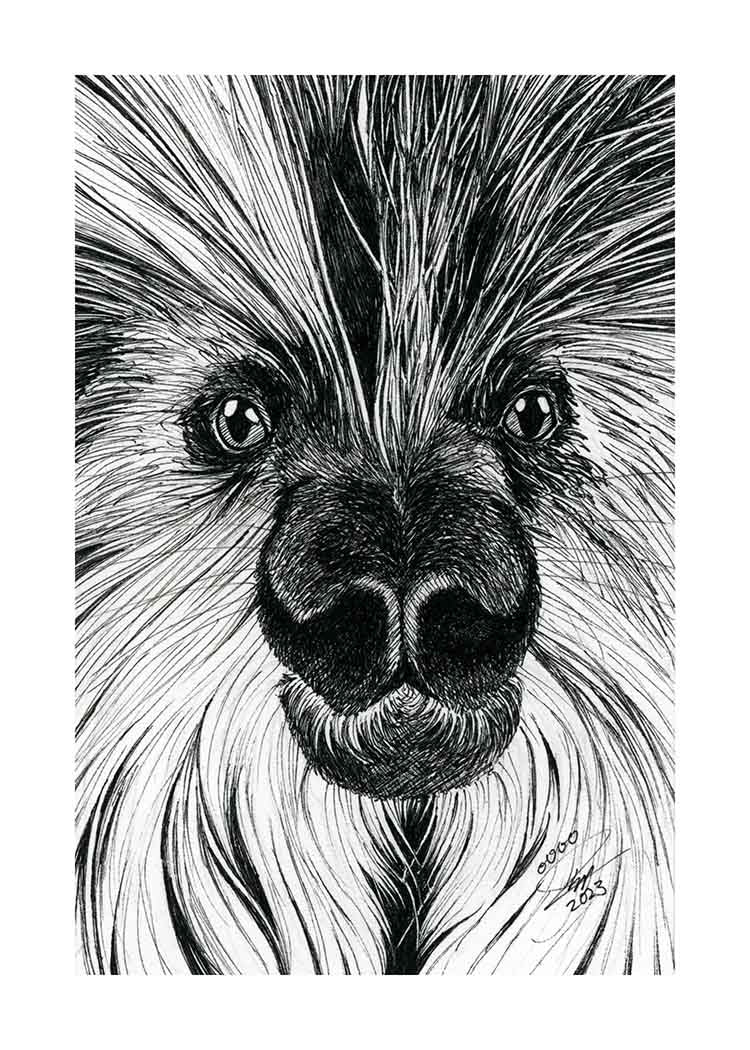 Porcupine - Art Print