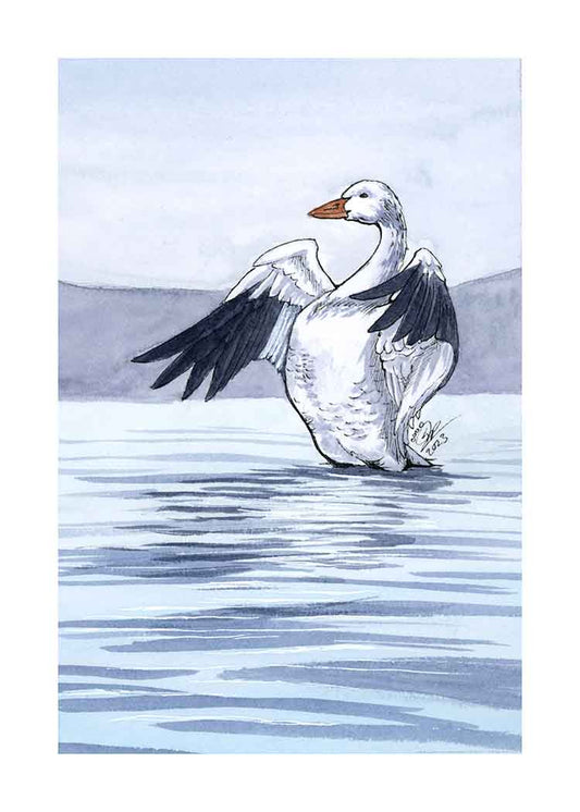 Snow Goose - Art Print