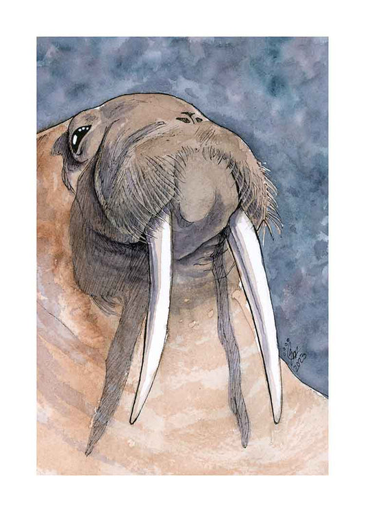 Walrus - Art Print